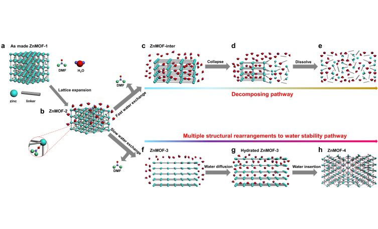 Zn MOF在水中双反应路径的研究